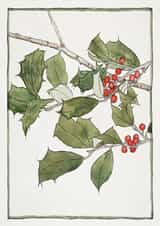 Vintage Holly Illustration - Traditional Festive Card, Blank Christmas, No Text created by eo design & photo
