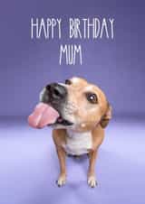 Happy Birthday Mum From The Dog created by The Yorkshire Pawtrait Co.