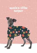 Italian Greyhound Iggy Christmas card created by boroughcollective