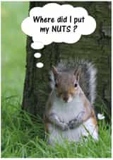 Squirrel Nuts created by Peter Barrett