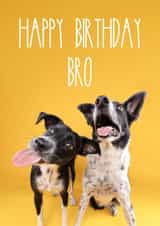 Happy Birthday Bro Dog Card 1001 created by The Yorkshire Pawtrait Co.