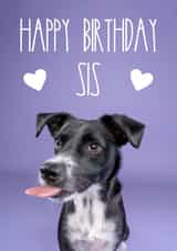 Happy Birthday Sis Puppy Dog Card created by The Yorkshire Pawtrait Co.