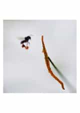 The pollen story created by Raviprakash SS