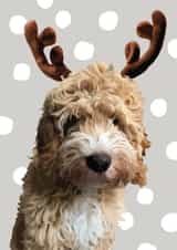 Cockapoo Reindeer Christmas Card created by Oh So Studios