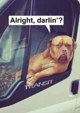 Funny Valentines Day Card - Dog - Alright Darlin'? created by kissmekwik