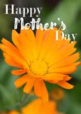 Mothers Day Card created by R.McNally Photography