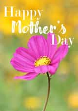 Mother's Day Card 1000 created by R.McNally Photography