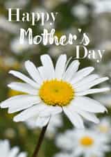 Mother's Day Card 1001 created by R.McNally Photography