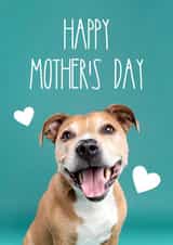 Happy Mother's Day Staffy Dog Greetings Card created by The Yorkshire Pawtrait Co.