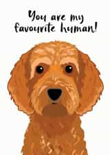 Favourite Human Cockapoo Card created by Hoobynoo