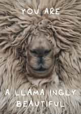 You are a llama ingly beautiful created by Wack Cards