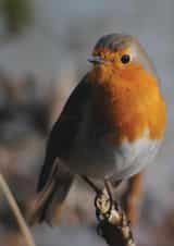 Thoughtful Robin created by Michelle Louise