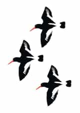 Oyster Catcher Birds created by Jaypea Art