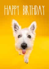 Bright and cheerful birthday dog card created by The Yorkshire Pawtrait Co.