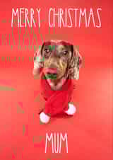 Adorable Dachshund Sausage Dog Christmas Card for Mum created by The Yorkshire Pawtrait Co.