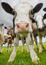 Cute Greeting Card - Cows - Udderly Cute created by Alex Hyde