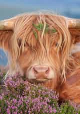 Cute greeting card - Highland Cow - Good Moooooning created by Alex Hyde