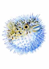 Porcupinefish created by Tim Pond