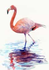 Flamingo in Watercolour created by Tim Pond