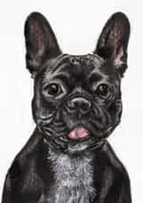Cute All Occasions Card - French Bulldog created by Designs by Vivi