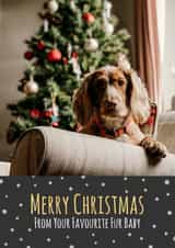 Personalised Christmas Photo Card created by Simon - Cute Christmas Card - From The Dog - Fur Baby