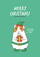 Cute Elf themed guinea pig Christmas Card created by Goofy Guineas