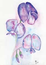 Sweetpeas, Flower, Watercolour, All occaisions created by Claire Harrison