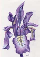 Beautiful fine art iris drawing created by Claire Harrison