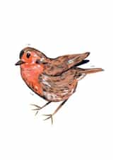 A Sweet Robin created by Amy Harwood