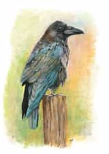 Colourful Raven card for the art lover created by Sally Taylor
