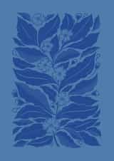 Flower Greeting Card - Mock Orange Botanical Illustration created by Banksia Creative