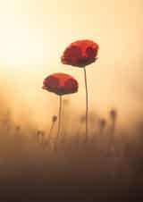 Poppies created by Blomme Sebastien