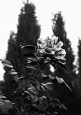 Universal photographic flower card created by Rio
