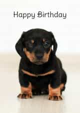 Happy Birthday - Winking Black and Brown Puppy created by Wack Cards