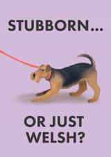 Funny Welsh Terrier Card - for Dog Lovers - Stubborn or Just Welsh? created by The Wobbly Pencil