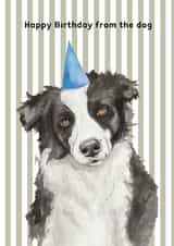 Cute Birthday Card - From The Dog - Border Collie created by lil wabbit