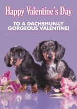 Funny Valentine's Day Card - Dachshun-ly Gorgeous created by Quitting Hollywood