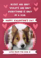 Personalised Valentines Day Photo Card created by From The Dog - Cute Valentine's Card - From The Dog - Hearts