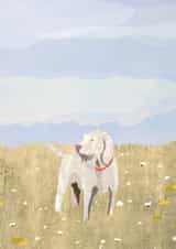 Cute Just Because Card - Italian Spinone created by Madeleine Groves