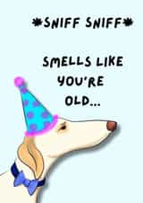 Smells Like You're Old - Happy Birthday - Greyhound Dog Lurcher Saluki Snoot created by Snoot You Sir
