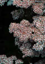 Beautiful floral photography print created by Chrissy's Cards