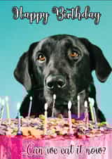 Labrador Eating Cake Card–Funny Dog Birthday Card Mum, Dad, Son, Daughter created by PersonalPolly