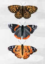 Butterflies in the light created by Madeleine Groves