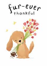 Cute Thank You Card - Forever Thankful - Cocker Spaniel Fur-ever Thankful created by Illustrated by Lini