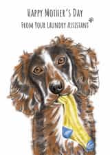 Funny Mother’s Day Card for Dog Mum – Cocker Spaniel Card – Sock Thief created by sarahcoxartwork