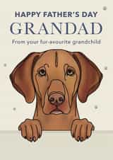 Cute Father's Day Card - For Grandad - Vizsla created by Choo Choo 