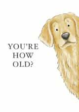 Cheeky Birthday Card - Golden Retriever created by Kate Tea Illustration