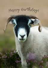 Sheep and Happy Birthday - Baaaah! created by David Bennett