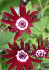 Splash Of Colour In Spring created by Michelle Louise