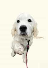 Golden Retriever Puppy Card | Dog Lover Gift | Any Occasion created by Freya Fuller